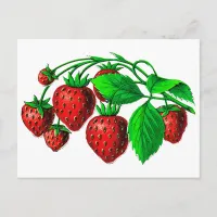 Fresh Strawberries Postcard