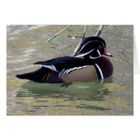 Wood Duck