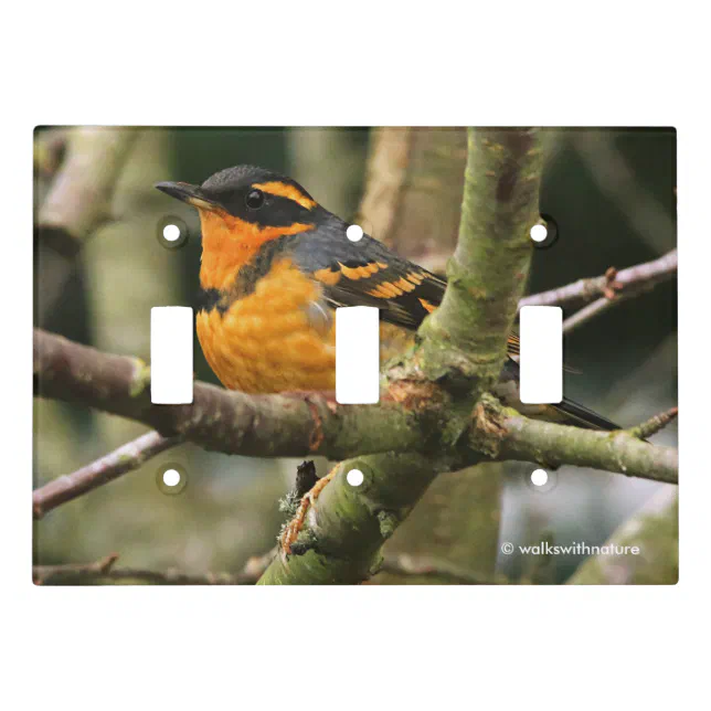 Beautiful Varied Thrush Songbird in the Tree Light Switch Cover