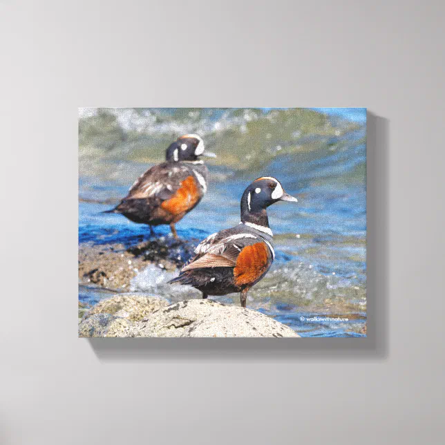 Beautiful Harlequin Ducks on the Rocks Canvas Print