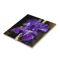 Beautiful Purple Bearded Iris in the Afternoon Sun Ceramic Tile