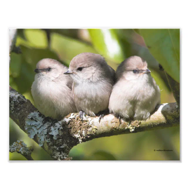 Cute Baby Bushtit Songbirds in the Pear Tree Photo Print