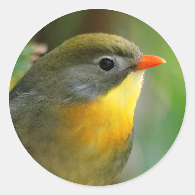 Colorful Leiothrix / Pekin Robin Songbird Classic Round Sticker