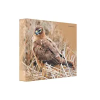 Beautiful Female Northern Harrier in the Marsh Canvas Print