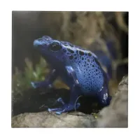 Blue Poison Arrow Frog Ceramic Tile