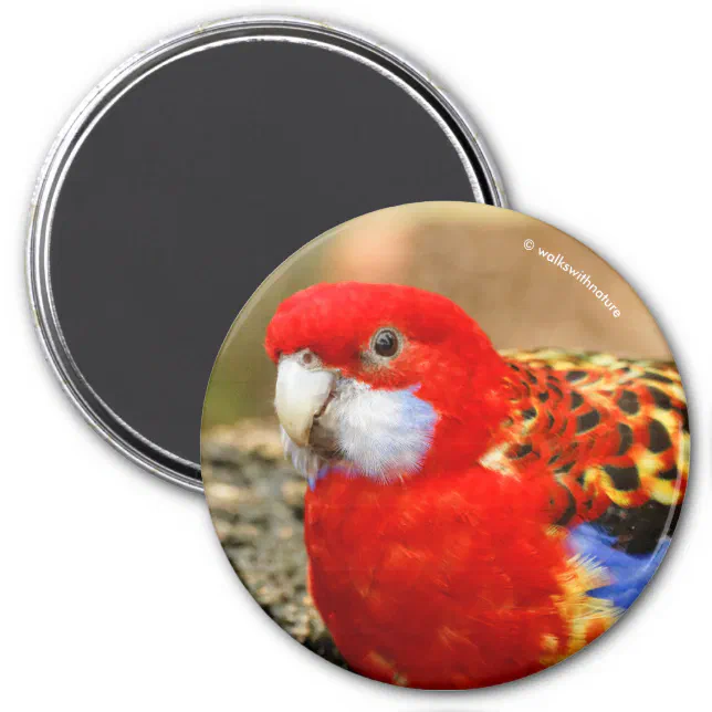 A Cheeky Eastern Rosella at the Watering Hole Magnet