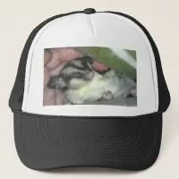 Sugar Glider Sleeping in Blanket Trucker Hat