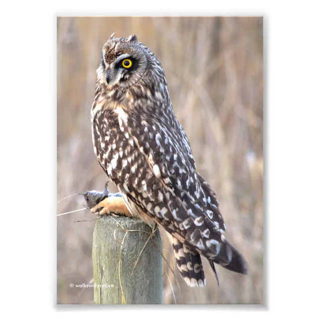 Short-Eared Owl with Vole Photo Print