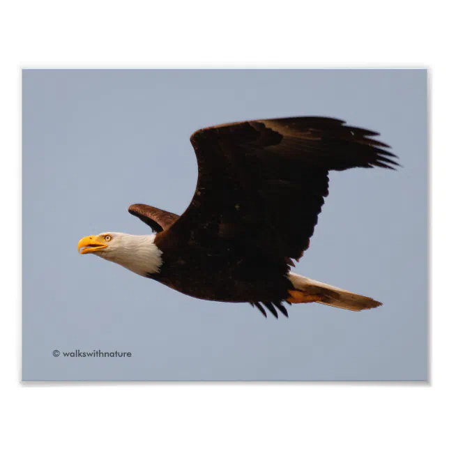 Bald Eagle in Flight Photo Print