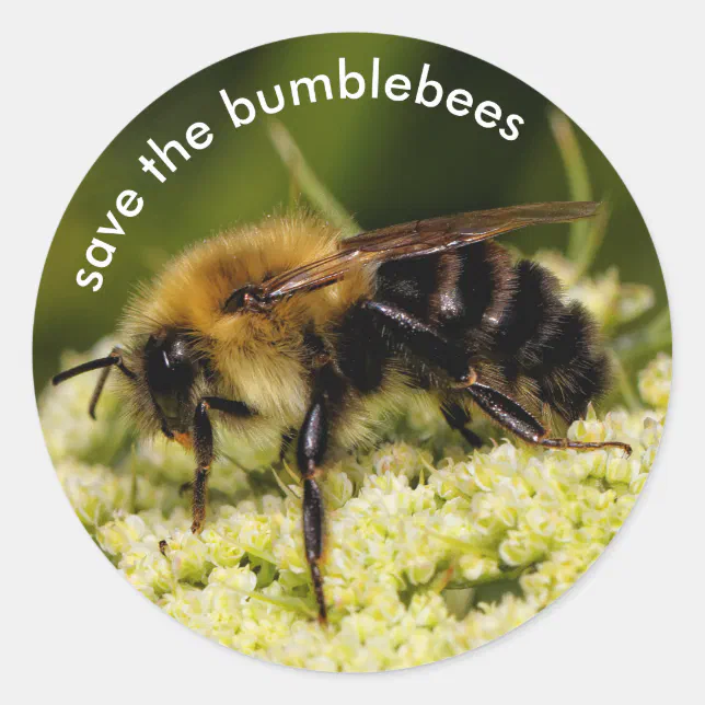 Save the Bumblebees Pollinating Flowering Carrot Classic Round Sticker