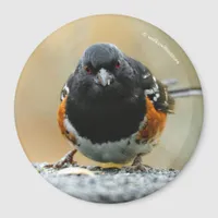 Profile of a Spotted Towhee Magnet