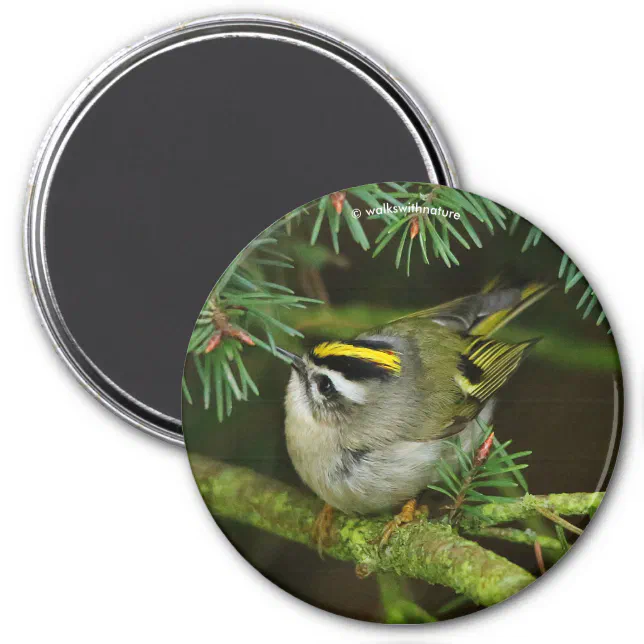 Cute Kinglet Songbird Causes Stir in the Fir Magnet