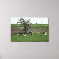 Midwest Cows Lounging under the Tree Canvas