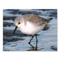 Closeup of a Busy Sanderling Photo Print