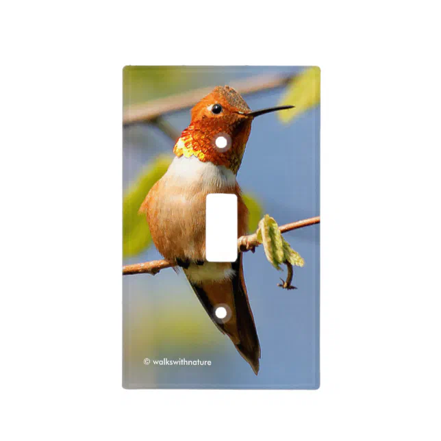 Stunning Rufous Hummingbird in the Sun Light Switch Cover