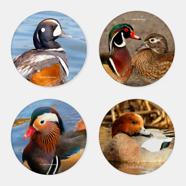 A Stunning Quintet of Colorful Ducks (I) Coaster Set