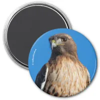 Magnificent Red-Tailed Hawk in the Sun Magnet