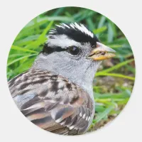 Beautiful White-Crowned Sparrow in the Grass Classic Round Sticker