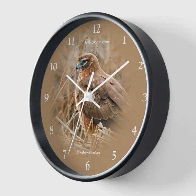 Beautiful Northern Harrier Hawk in the Marsh Clock