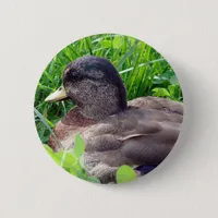 Call Duck Drake Pinback Button