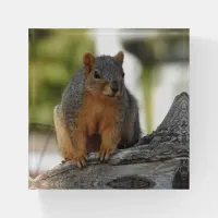 Cute Squirrel on a Tree Branch Paperweight