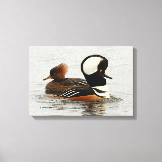 Meeting of Hooded Merganser Ducks at the Pond Canvas Print