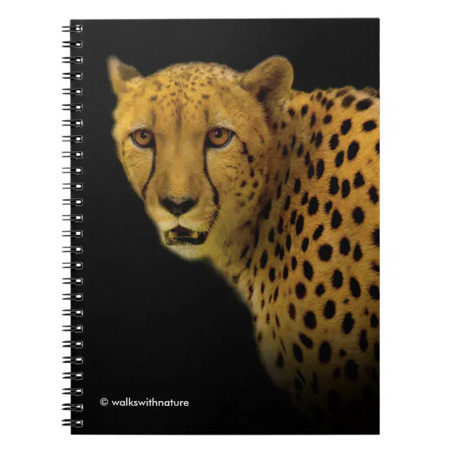 Trading Glances with a Magnificent Cheetah Notebook