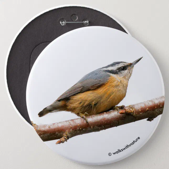 Beautiful Red-Breasted Nuthatch on a Branch Pinback Button