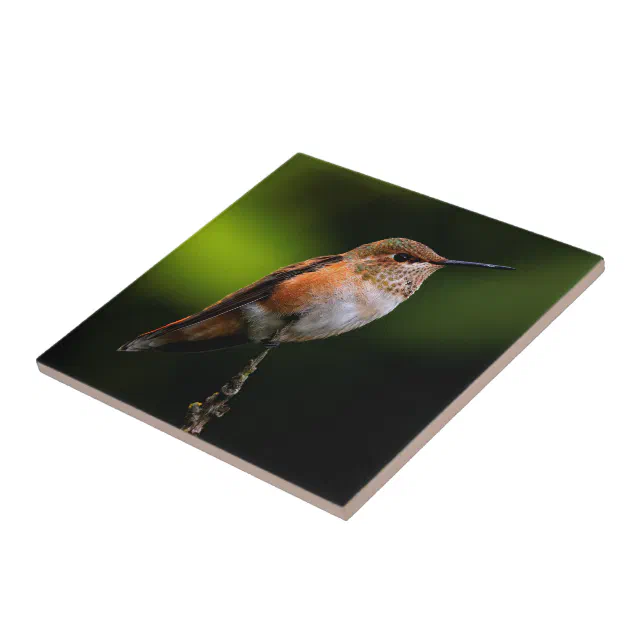 Cute Rufous Hummingbird on Fruit Tree Ceramic Tile