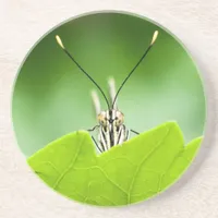 Funny Butterfly Peeks Over Leaf Coaster