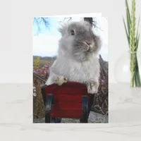 Lionhead Bunny in Sleigh, Happy Holidays Holiday Card