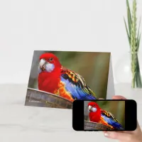 A Cheeky and Colorful Eastern Rosella Holiday Card
