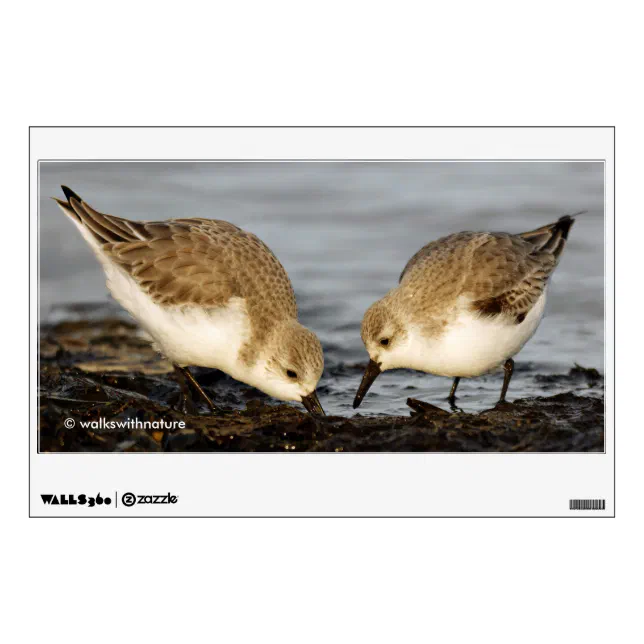 Cute Pair of Sanderlings Sandpipers Shares a Meal Wall Sticker