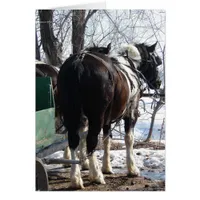 Pinto Draft Horses in Winter