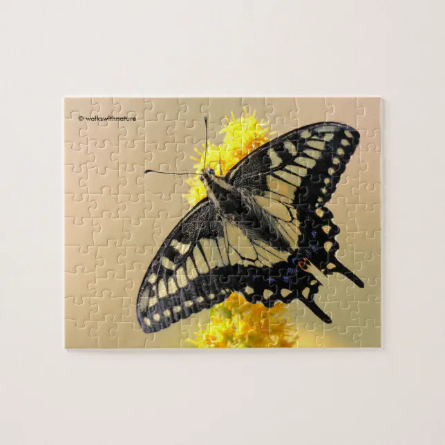 Beautiful Anise Swallowtail Butterfly in the Sun Jigsaw Puzzle