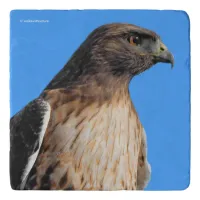 Magnificent Red-Tailed Hawk in the Sun Trivet