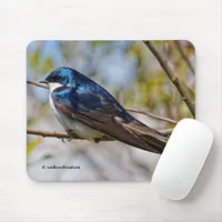 Stunning Tree Swallow Songbird on a Branch Mouse Pad