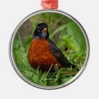 Curious American Robin in the Grass Metal Ornament