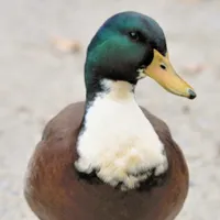 WWN Suave & Debonair Domestic Duclair Bibbed Mallard