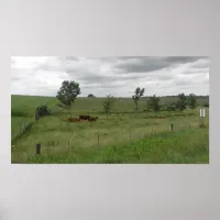 Cows Relaxing on the Farm Photography Poster