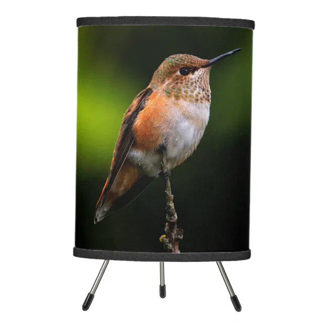 Adorable Rufous Hummingbird on Branch Tripod Lamp