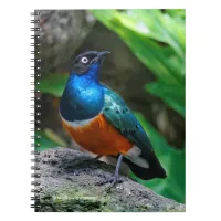 A Stunning African Superb Starling Songbird Notebook