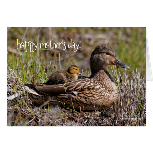 Cute Chillin' Mallard Mom Duck & Baby Duckling