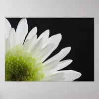 Daisy Flower on Black Poster