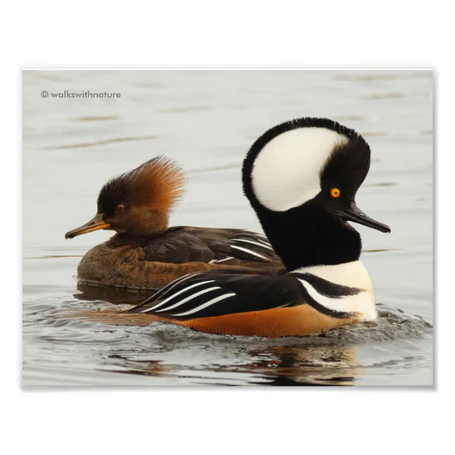 A Meeting of Hooded Mergansers Photo Print