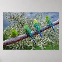 Birds - budgies poster