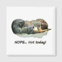 Funny, sleeping meerkats magnet