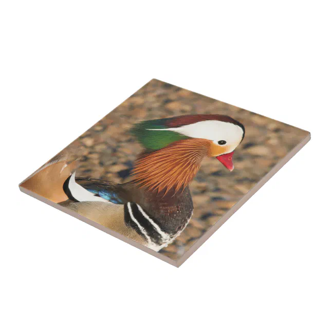 Beautiful Mandarin Duck on the Rocks Ceramic Tile