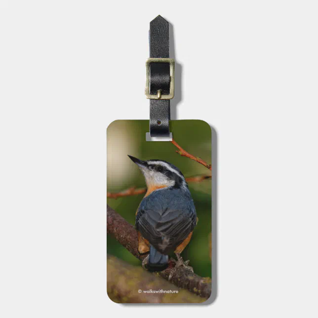 A Bold Red-Breasted Nuthatch Luggage Tag