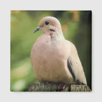 Serene Mourning Dove Sits on Fence Magnet